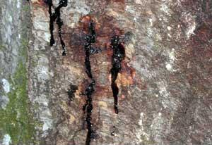 Sudden Oak Death Lesion